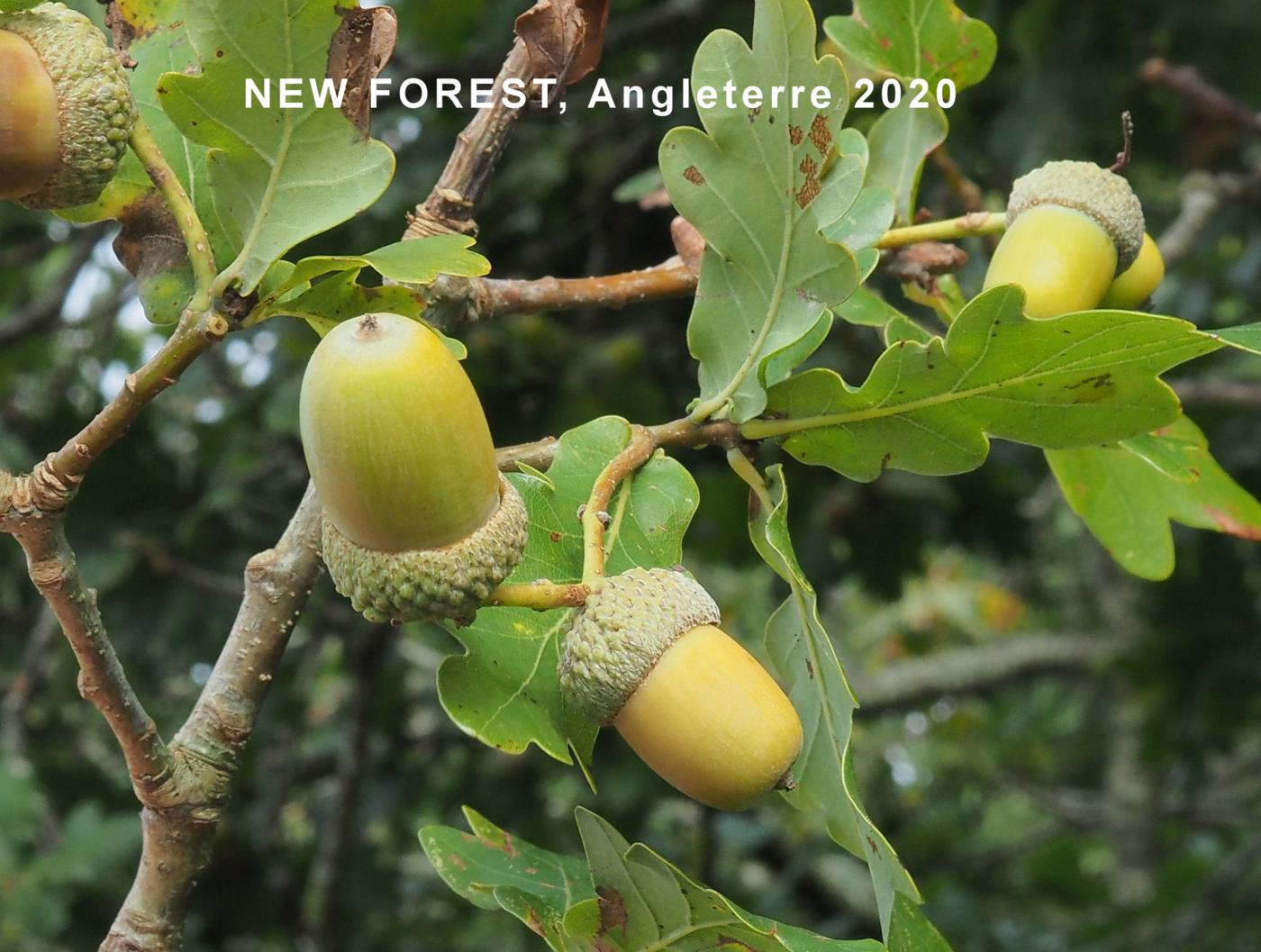 Oak, Pedunculate fruit